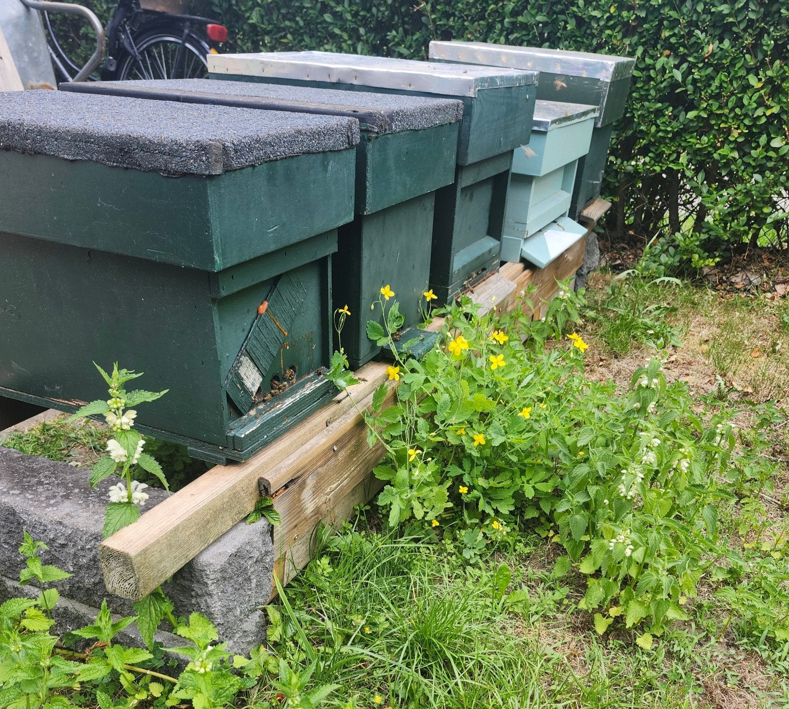 Bijen bijenvolk, Dieren en Toebehoren, Insecten en Spinnen, Bijen