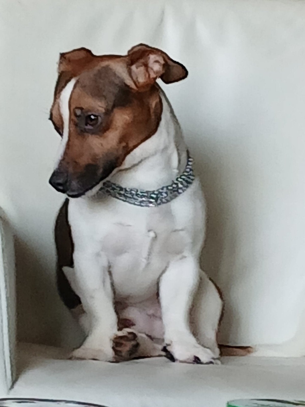dekreu Jack Russel, Dieren en Toebehoren, Jack Russell Terriër, Reu, 1 tot 2 jaar, Eén hond