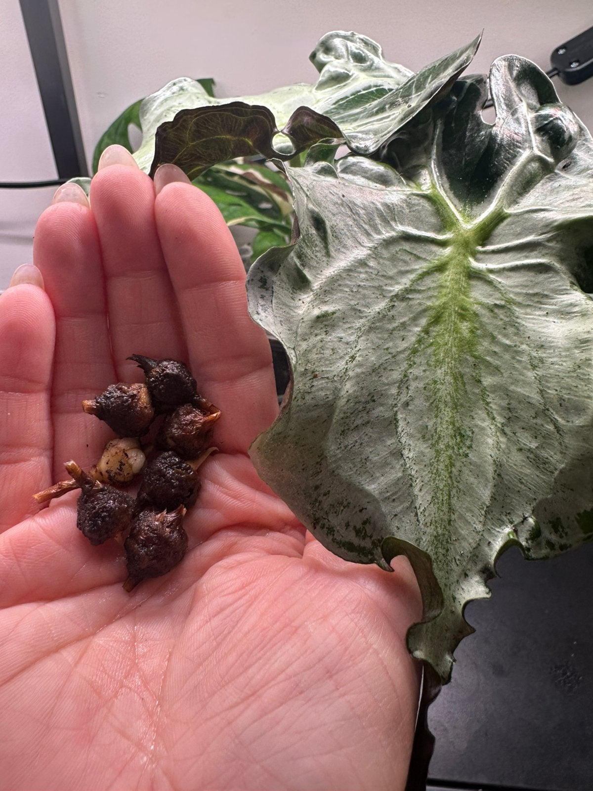 XL knollen/corms alocasia Venom, Ophalen of Verzenden, Halfschaduw, Minder dan 100 cm