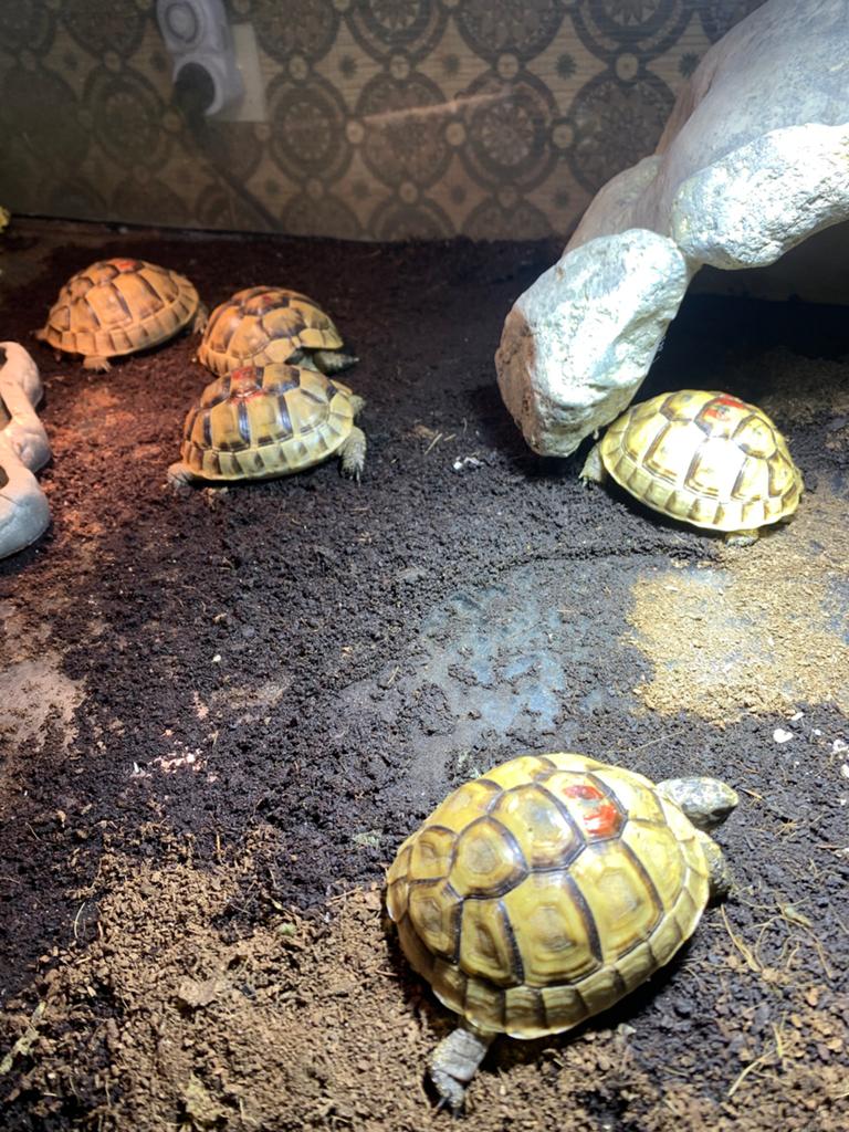 Landschildpad Moorse - Testudo Graeca Ibera Tortoise - unknown for sale from amie.van.remoortere