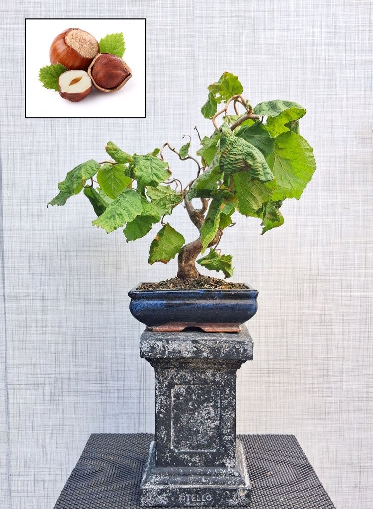 Krulhazelaar Bonsai- Corylus Avellana, In pot, Minder dan 100 cm, Bloeiende kamerplant, Bonsai