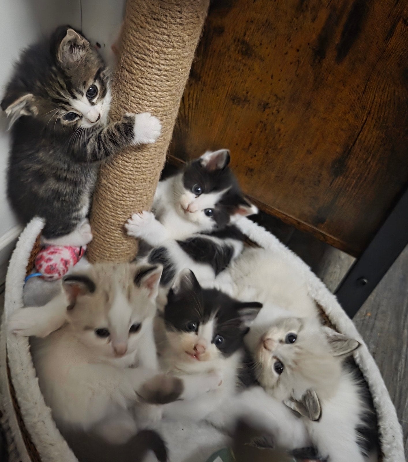 Ragdoll kittens, Dieren en Toebehoren, Katten en Kittens | Overige Katten