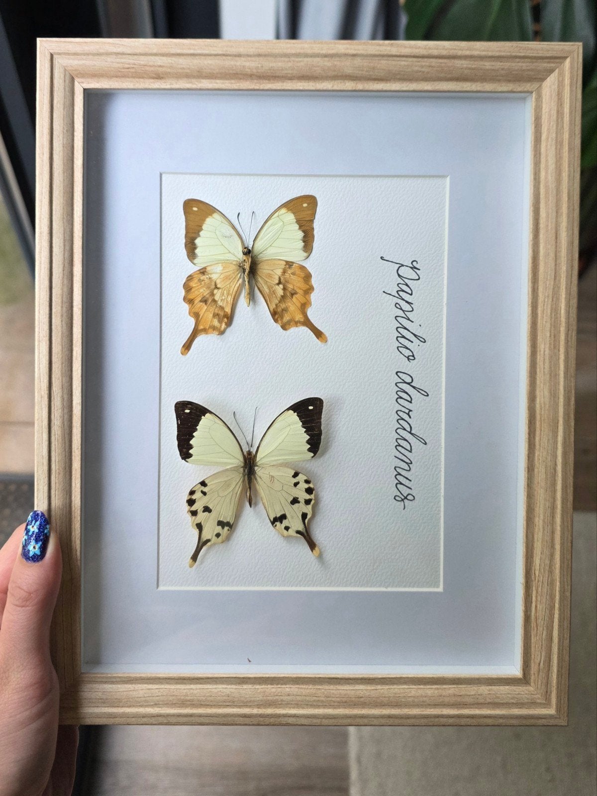 Opgezette vlinder in lijst / taxidermie - Papilio dardanus, Ophalen of Verzenden, Nieuw, Insect, Opgezet dier