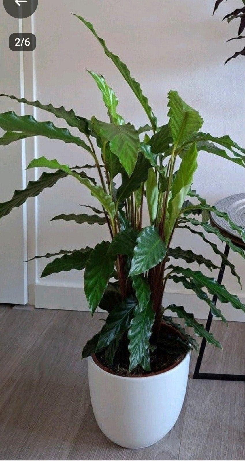 Kamerplant Calathea Rufibarba en Calathea Insignis kamerplan, Ophalen, Overige soorten, Halfschaduw, In pot