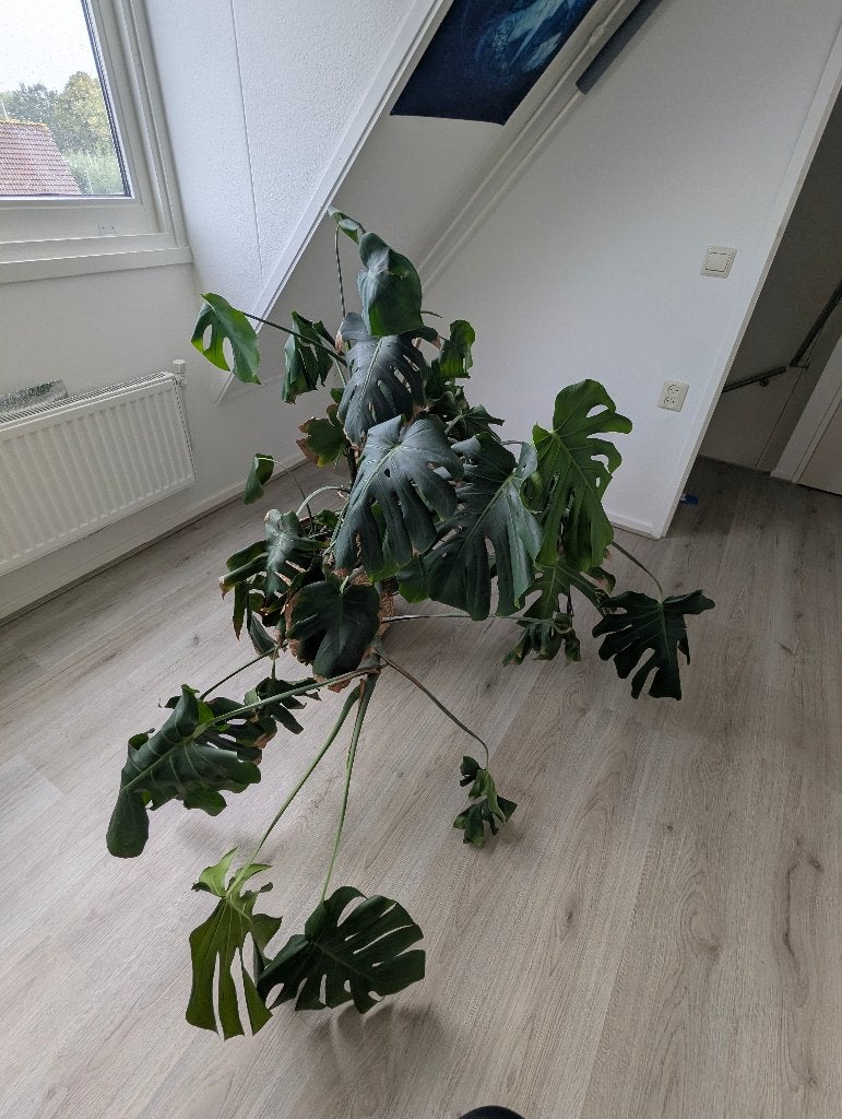 Grote Monstera, Huis en Inrichting, Ophalen, 100 tot 150 cm, Overige soorten, Halfschaduw
