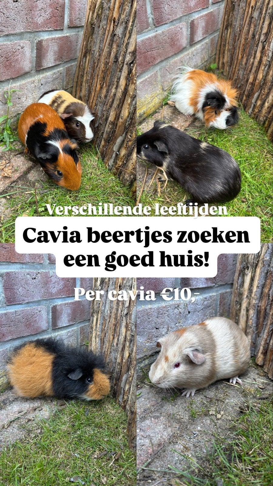Vier cavia beertjes (verschillende leeftijden), Dieren en Toebehoren, Knaagdieren, Cavia, Mannelijk, Januari, Tam