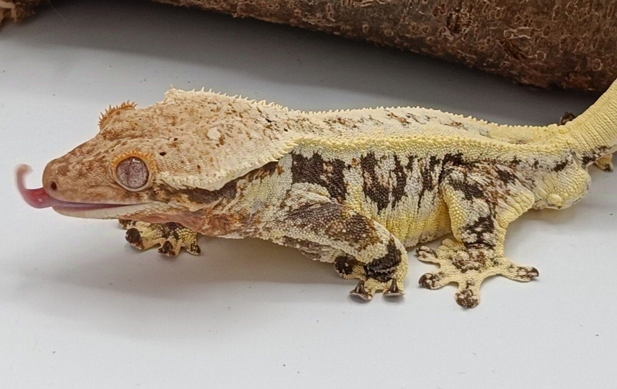Wimpergekko man Lilly White Crested Gecko photo 4