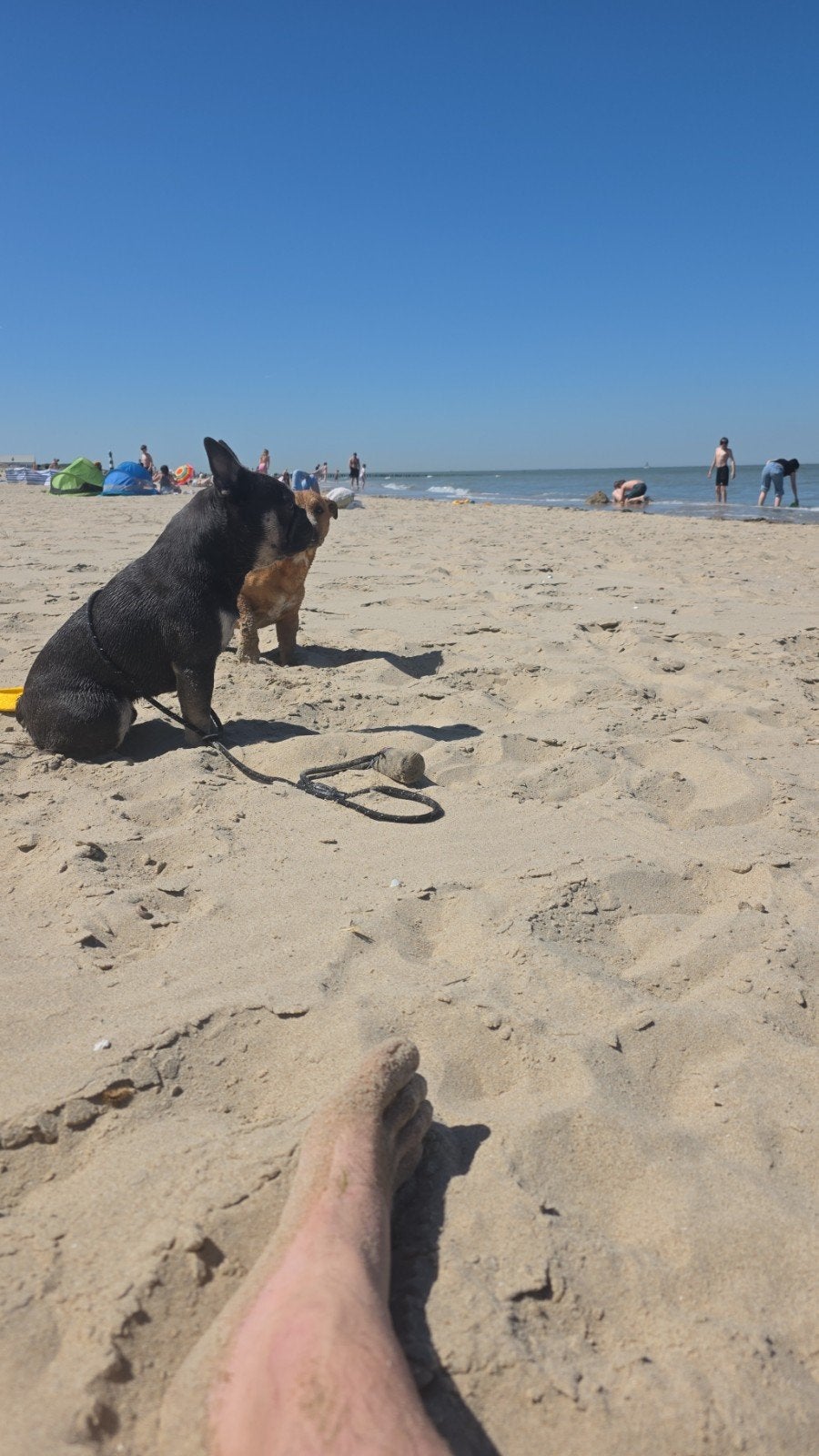 Franse Bulldog zoekt een liefdevolle thuis ️, België, Particulier, Reu, 1 tot 2 jaar