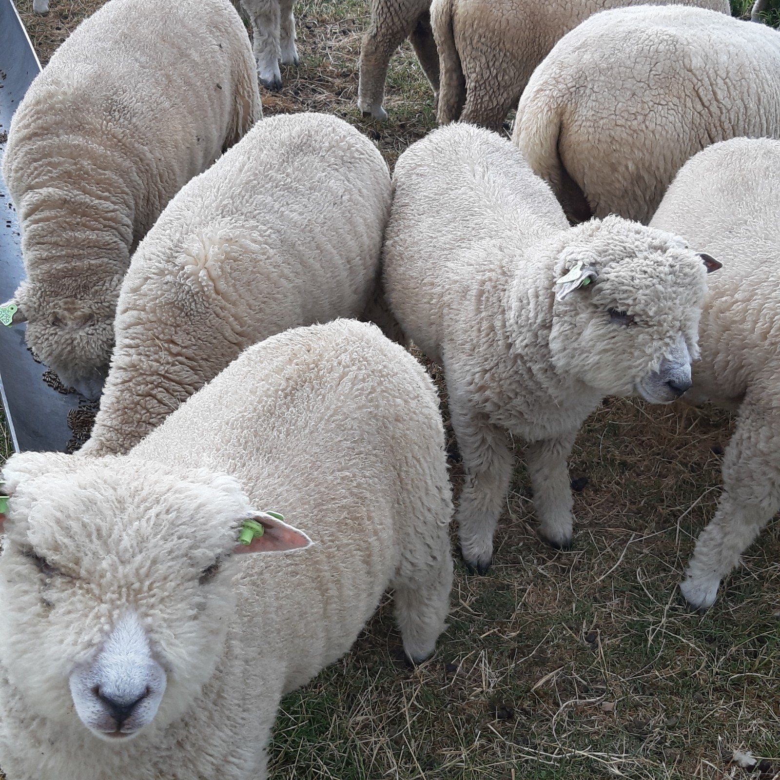 te koop Ryeland schapen, Dieren en Toebehoren, Schapen, Geiten en Varkens, Vrouwelijk, Schaap