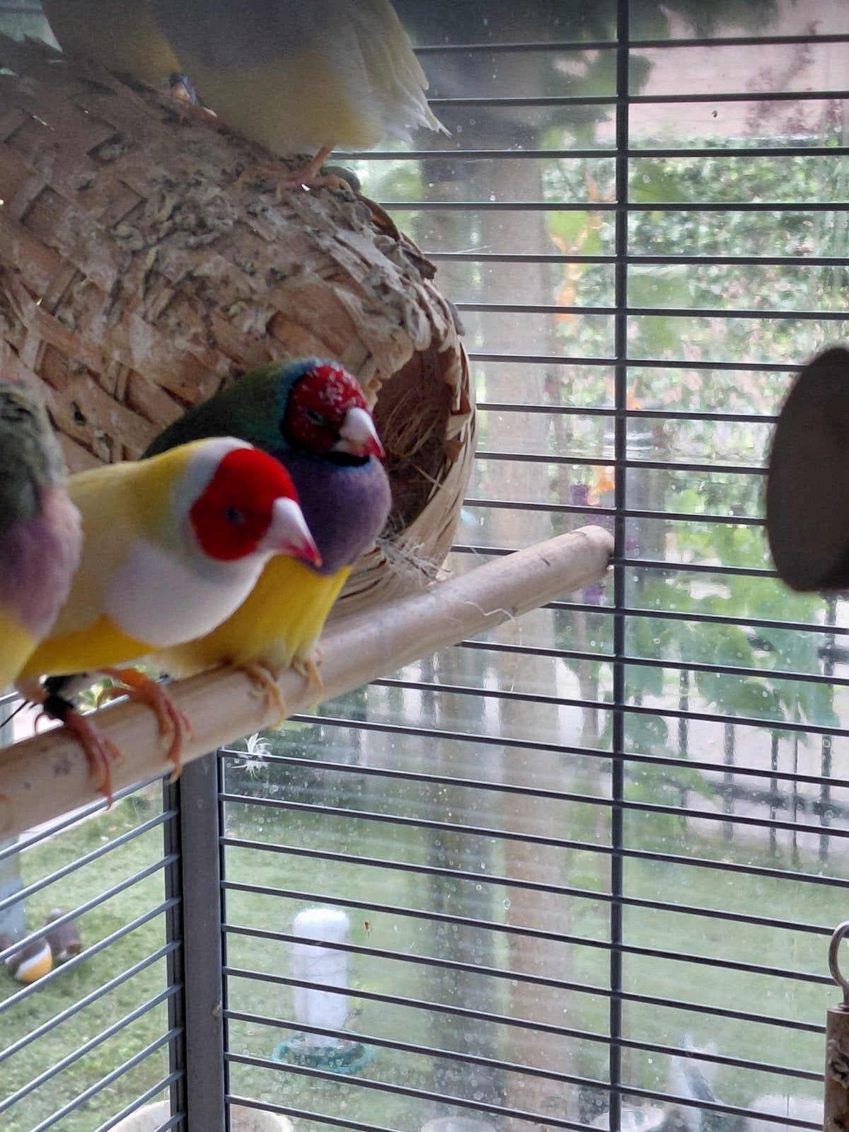Goldamedine, Dieren en Toebehoren, Vogels | Overige Vogels