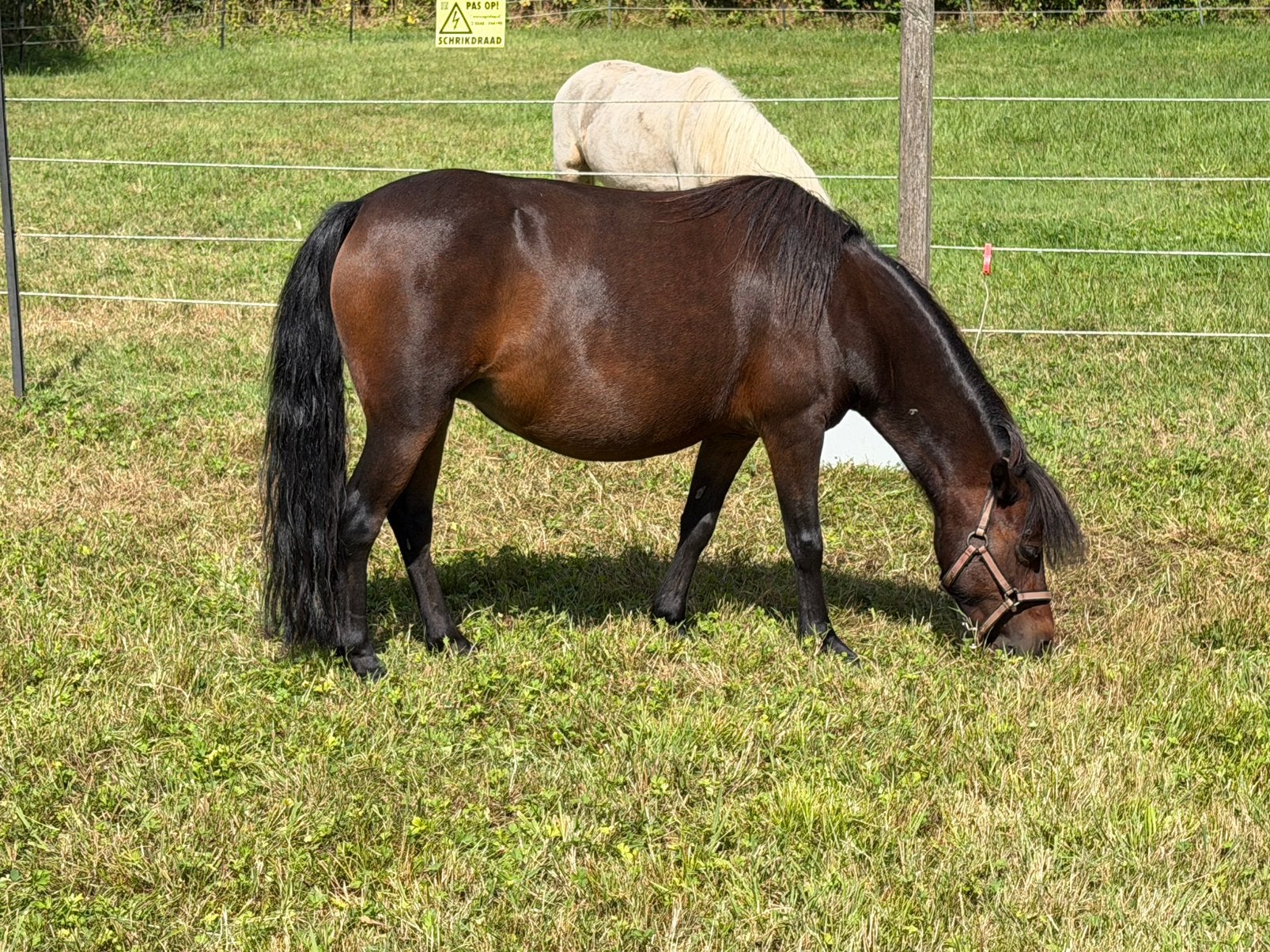 Merrie, veulen, minipaard, miniatuurpaard, NMPRS,pony, Merrie