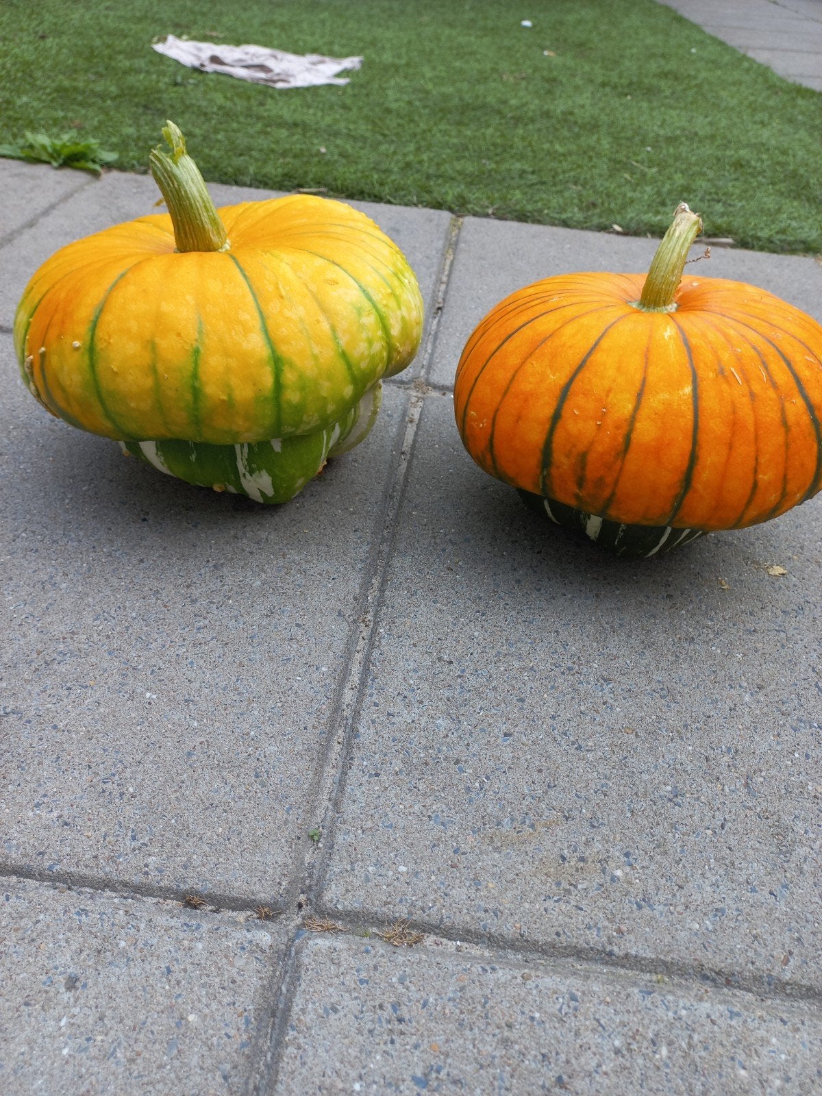 Decoratieve pompoenen - Oranje en geel, Volle zon, Groenteplanten, Eenjarig, Ophalen of Verzenden