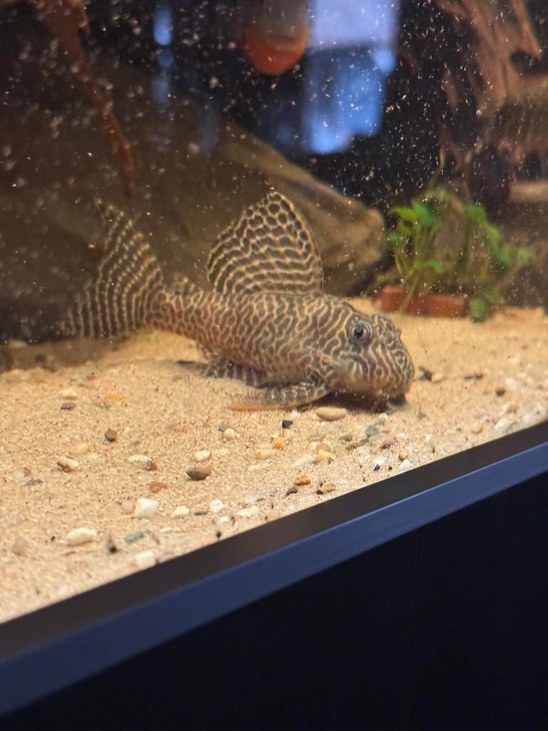 L066 Hypancistrus, Dieren en Toebehoren, Vissen | Aquariumvissen, Vis
