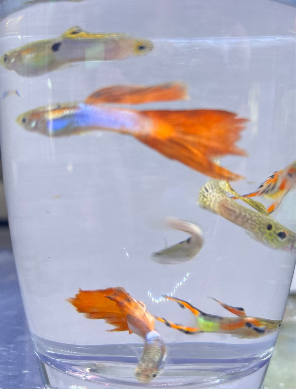 Guppen, Dieren en Toebehoren, Vissen | Aquariumvissen, Vis