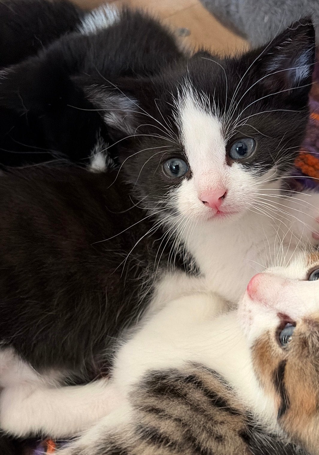 Nog 2 kittens te koop mogen weg per 12 juni, Meerdere dieren, Ontwormd