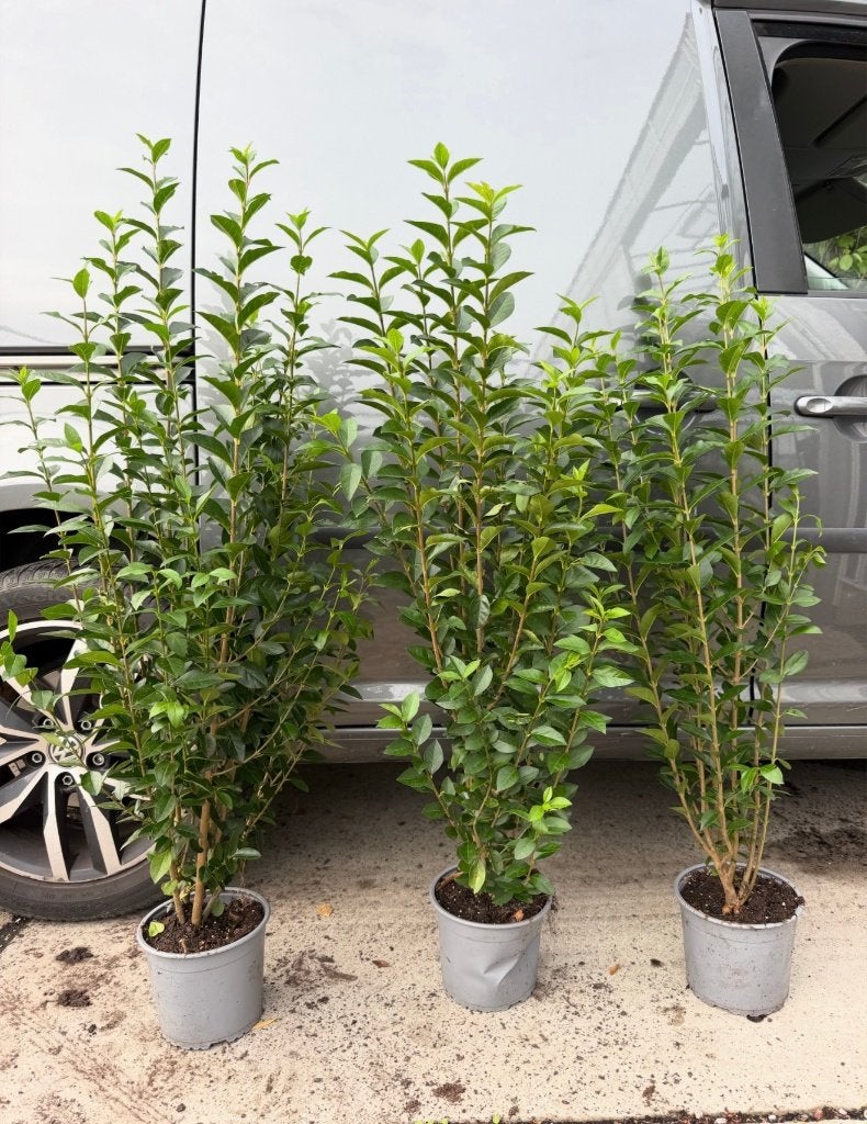mooie Ligustrum groenblijvende liguster ovalifolium, Ophalen of Verzenden, Liguster, Haag, Minder dan 100 cm