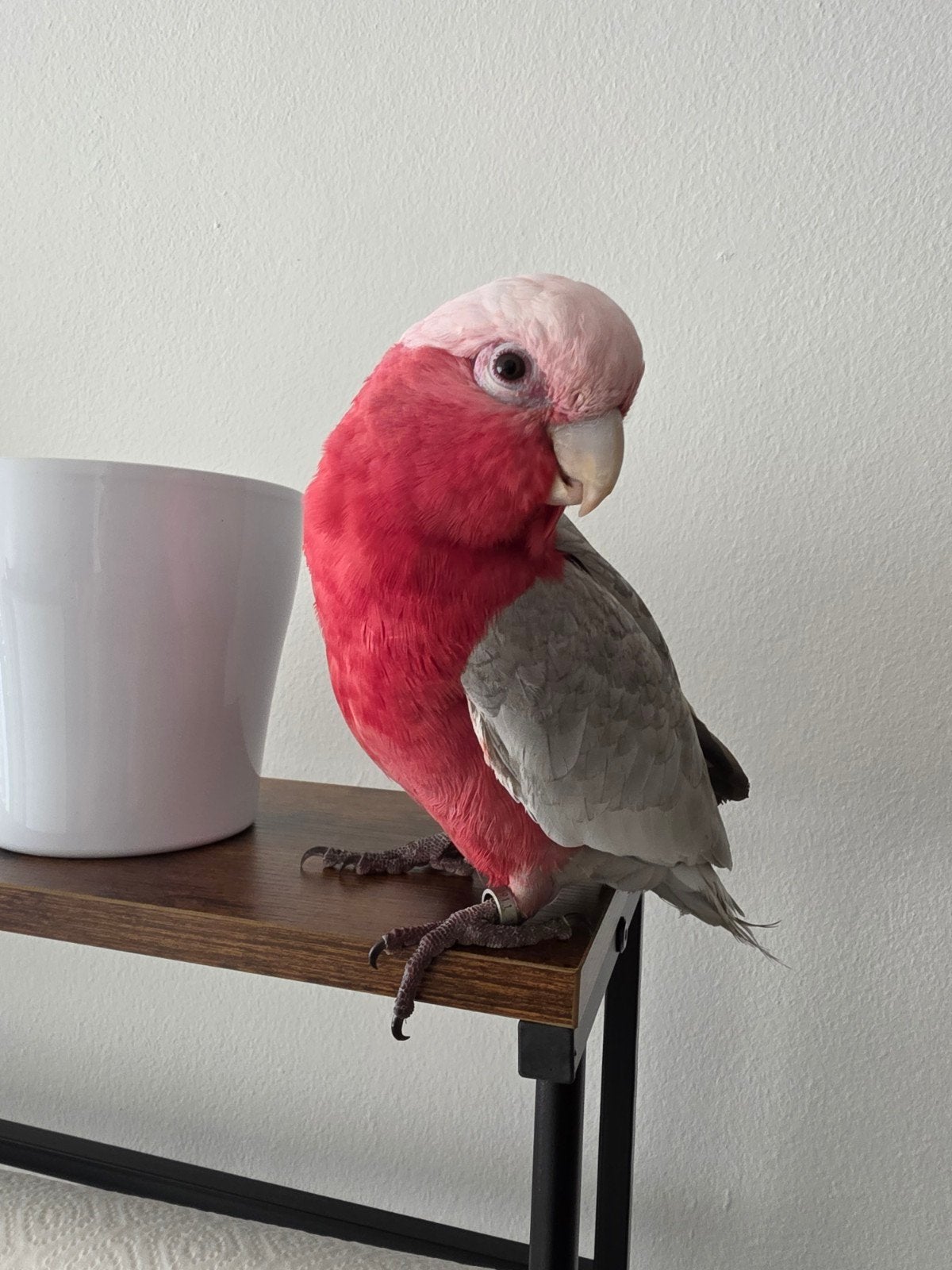 roze kaketoe, Dieren en Toebehoren, Vrouwelijk, Papegaai