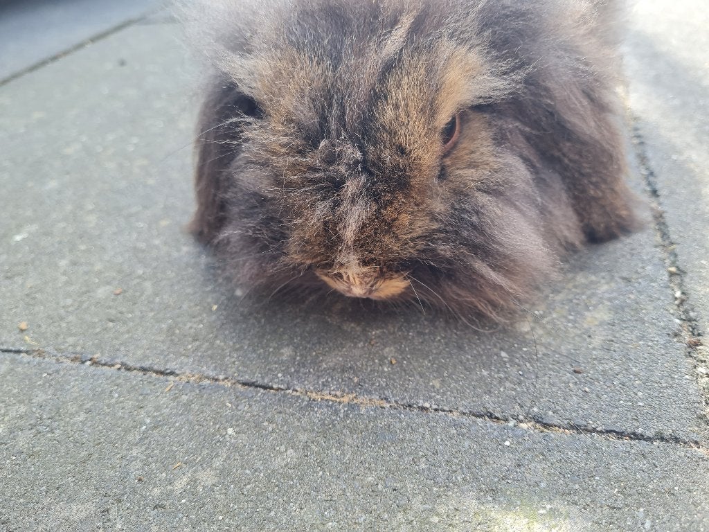 Konijntje Teddy Widder, Dieren en Toebehoren, Konijnen, Mannelijk, Middelgroot, Hangoor, 0 tot 2 jaar