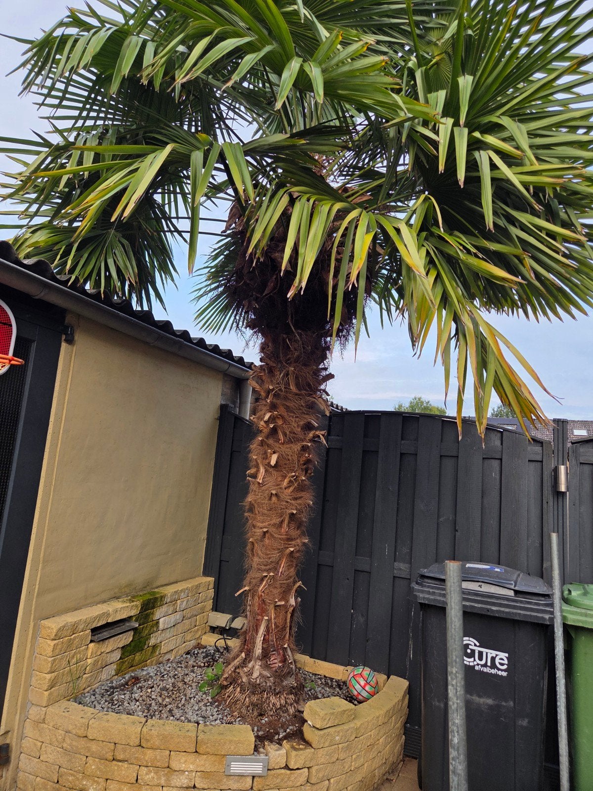 Trachycarpus fortuneipalm, Tuin en Terras, Volle zon, Ophalen of Verzenden, 100 tot 250 cm, Zomer