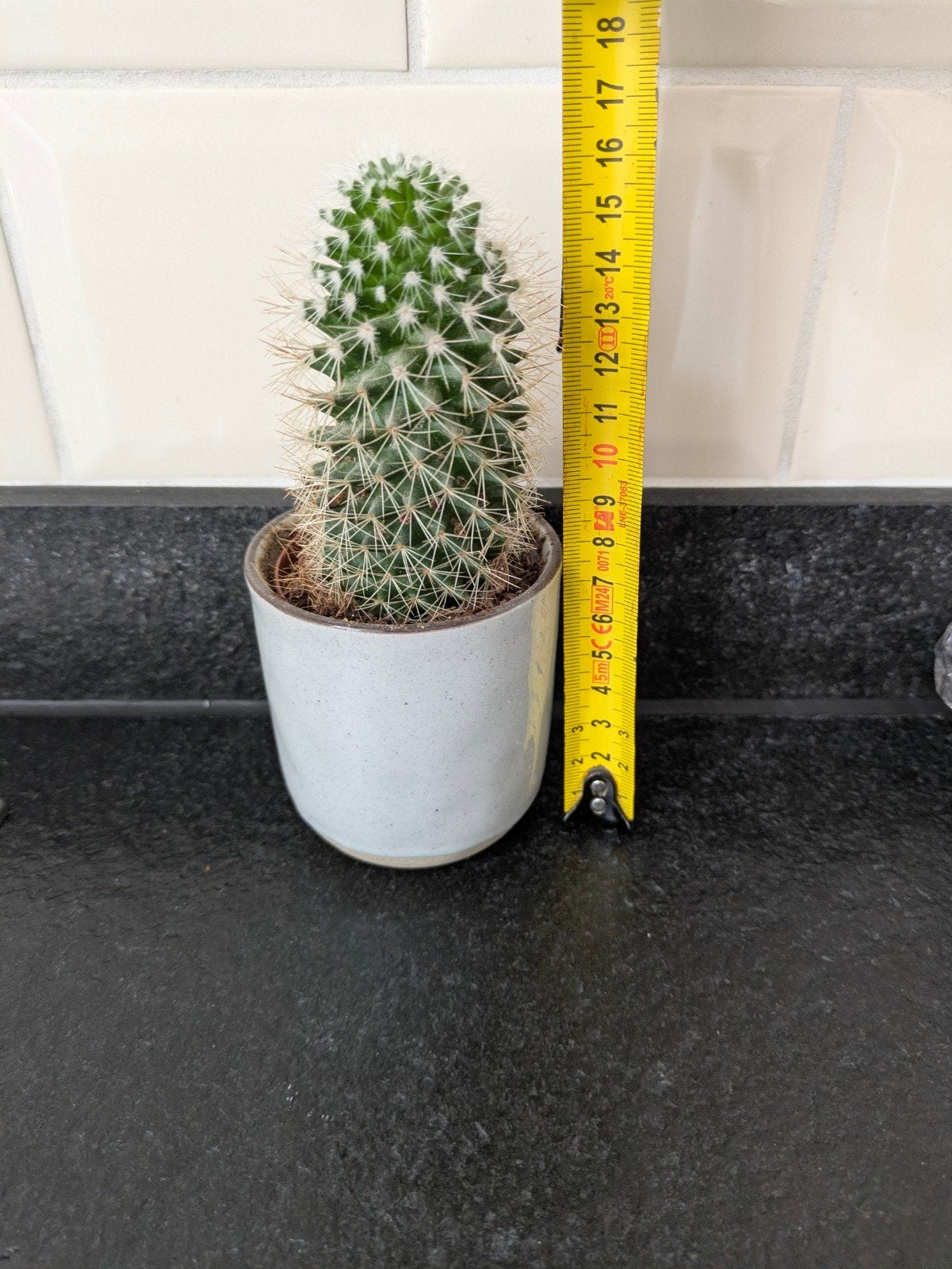 Kleine cactus in pot, Ophalen, Minder dan 100 cm, In pot, Cactus