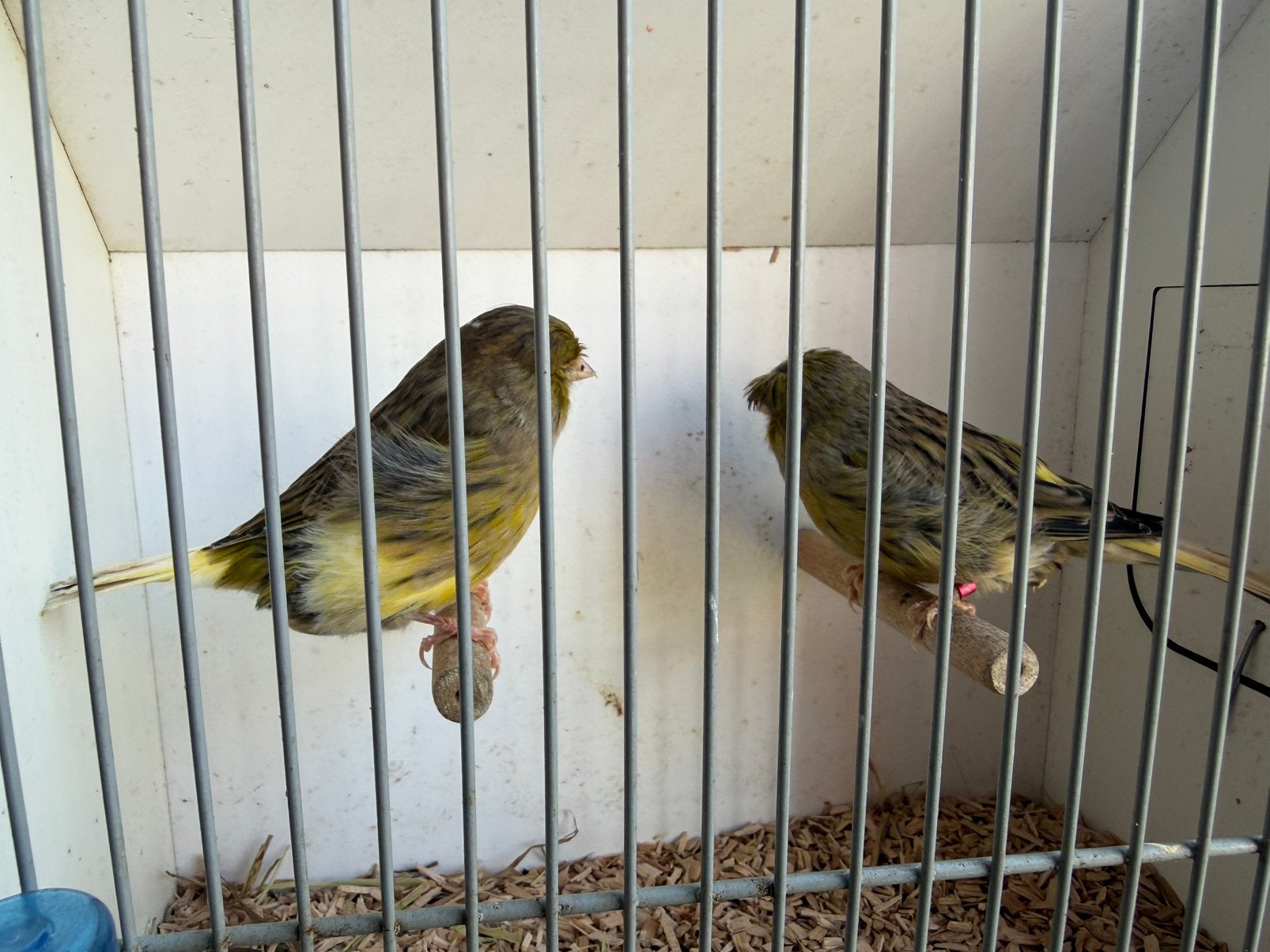 Koppel glosters, Meerdere dieren, Postuurkanarie