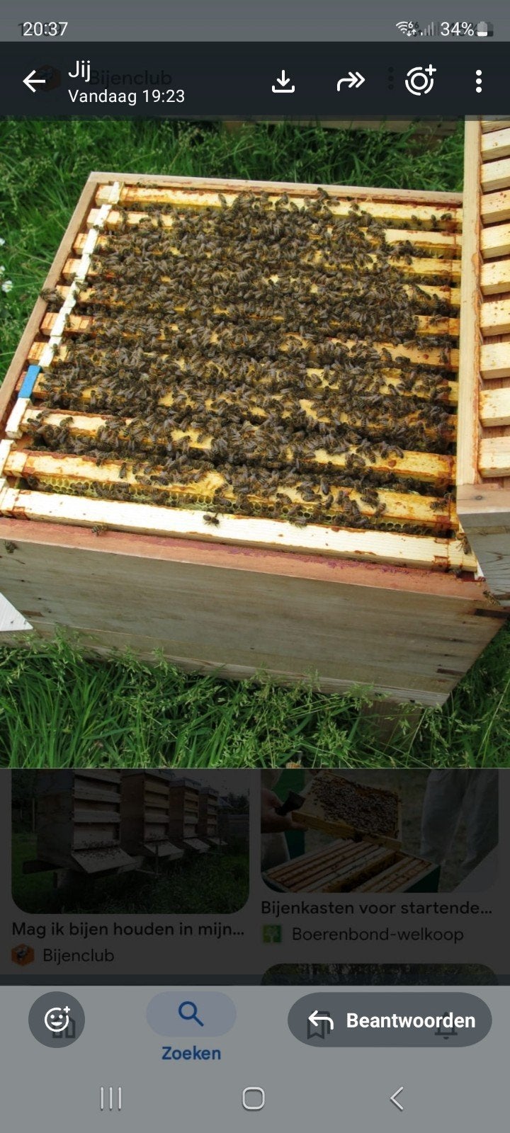 Bijenvolken, Dieren en Toebehoren, Insecten en Spinnen, Bijen