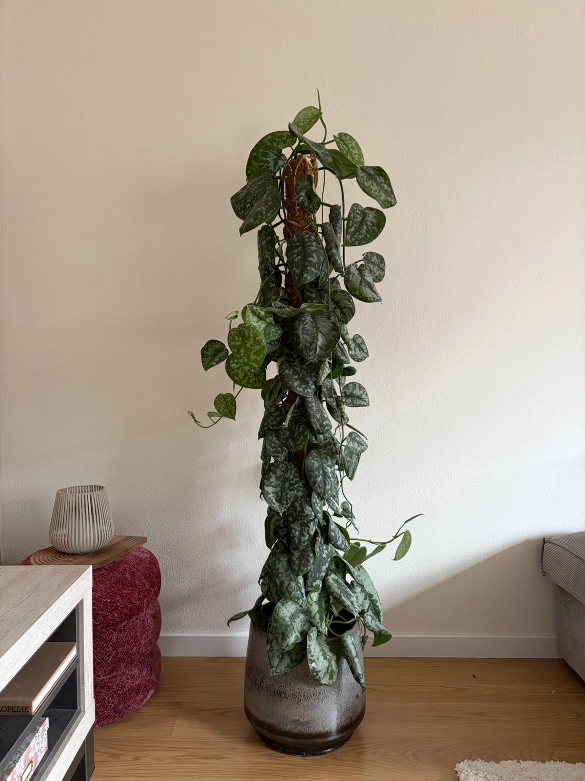 Scindapsus pictus 160cm hoog met sierpot, Huis en Inrichting, Ophalen of Verzenden