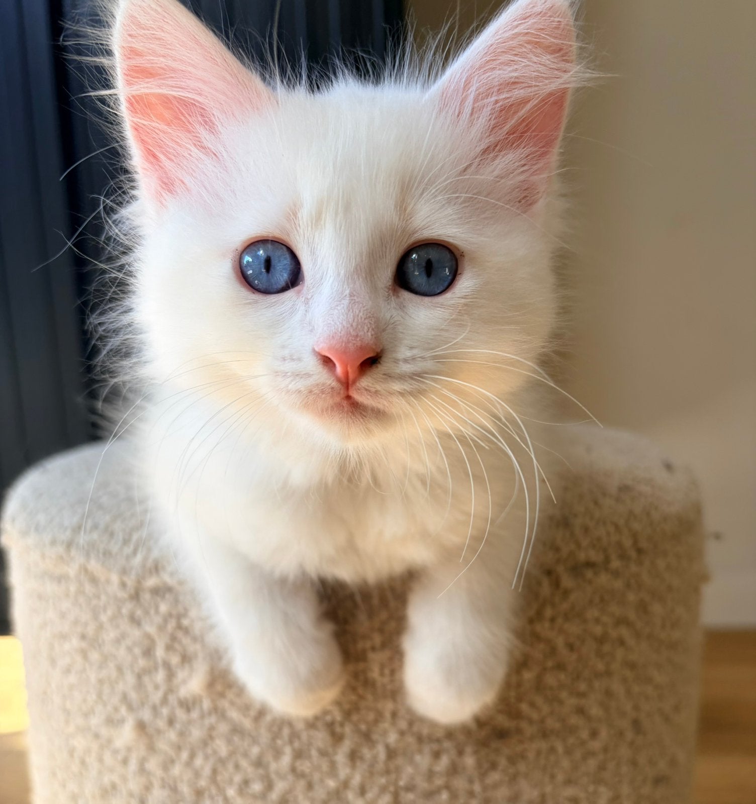 Ragdoll kittens, Kater