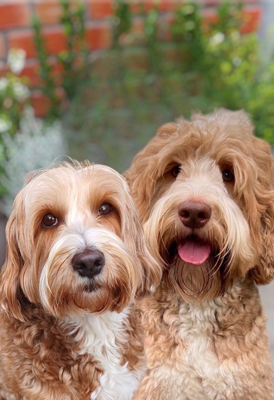 Australian Labradoodle Pups Mini, Overige rassen, Meerdere, Meerdere dieren, Nederland