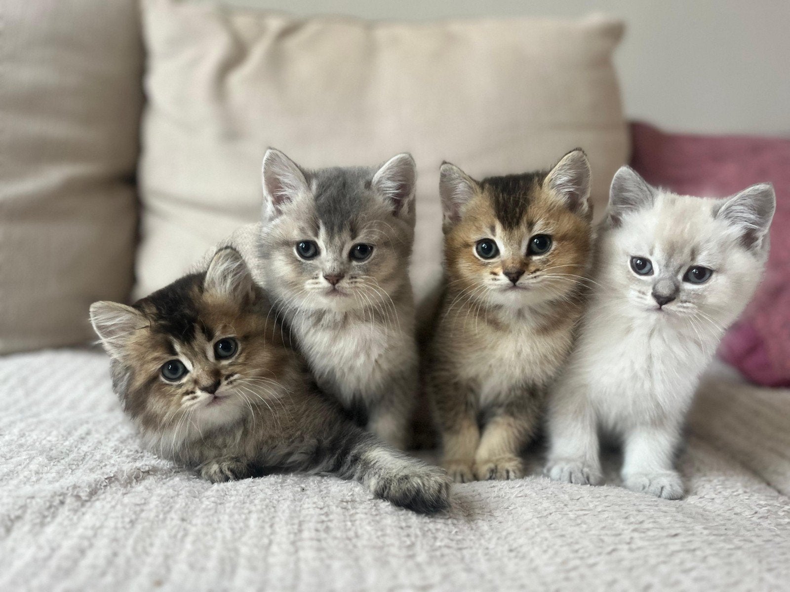 Schitterende kittens te koop – Unieke kruising!, Kater, Ontwormd, 0 tot 2 jaar