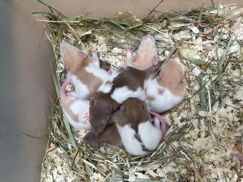 Jonge tamme ratjes, Dieren en Toebehoren, Knaagdieren, Rat, April, Meerdere dieren, Tam
