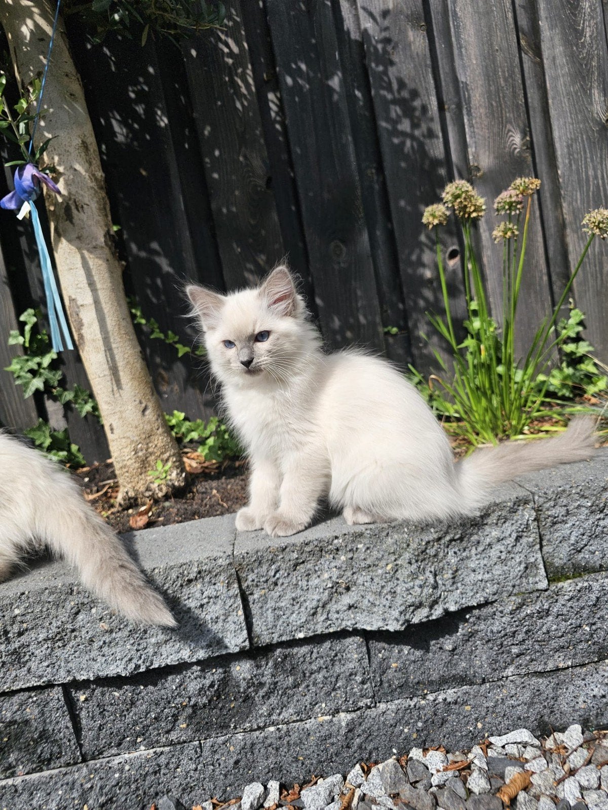 Ragdoll kittens met stamboom, Meerdere dieren, Met stamboom, 0 tot 2 jaar