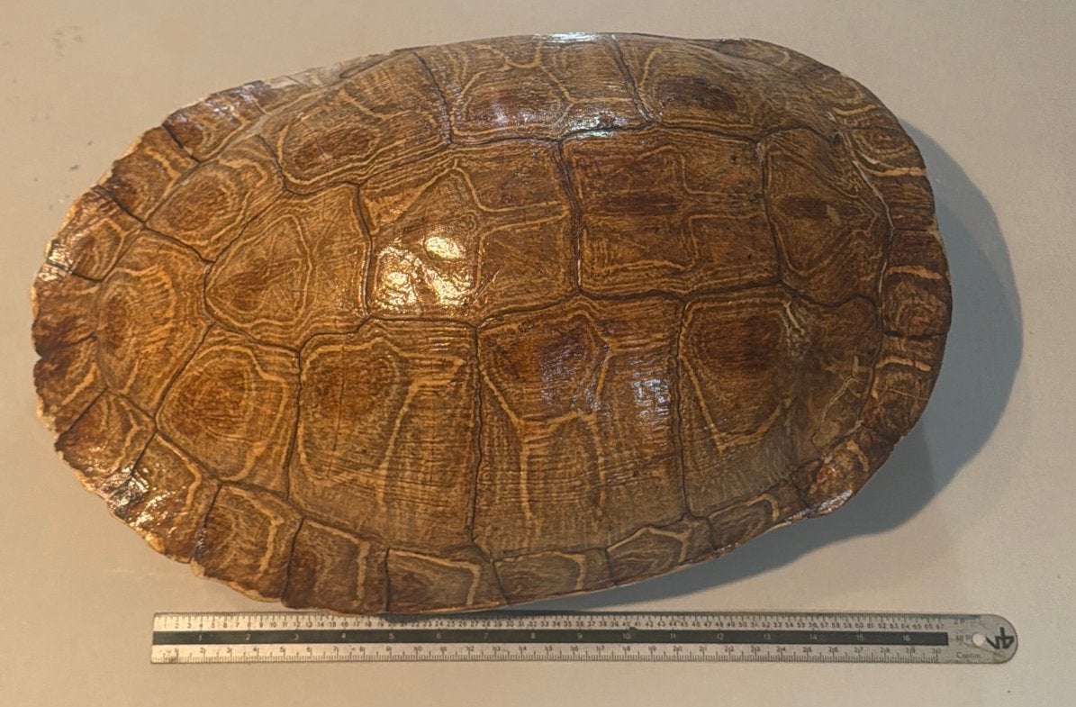 Schildpadpantser (Carapax & Plastron) 28 cm