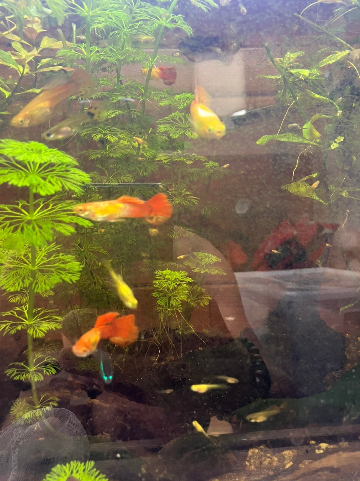 Gratis vissen, Dieren en Toebehoren, Vissen | Aquariumvissen, Vis