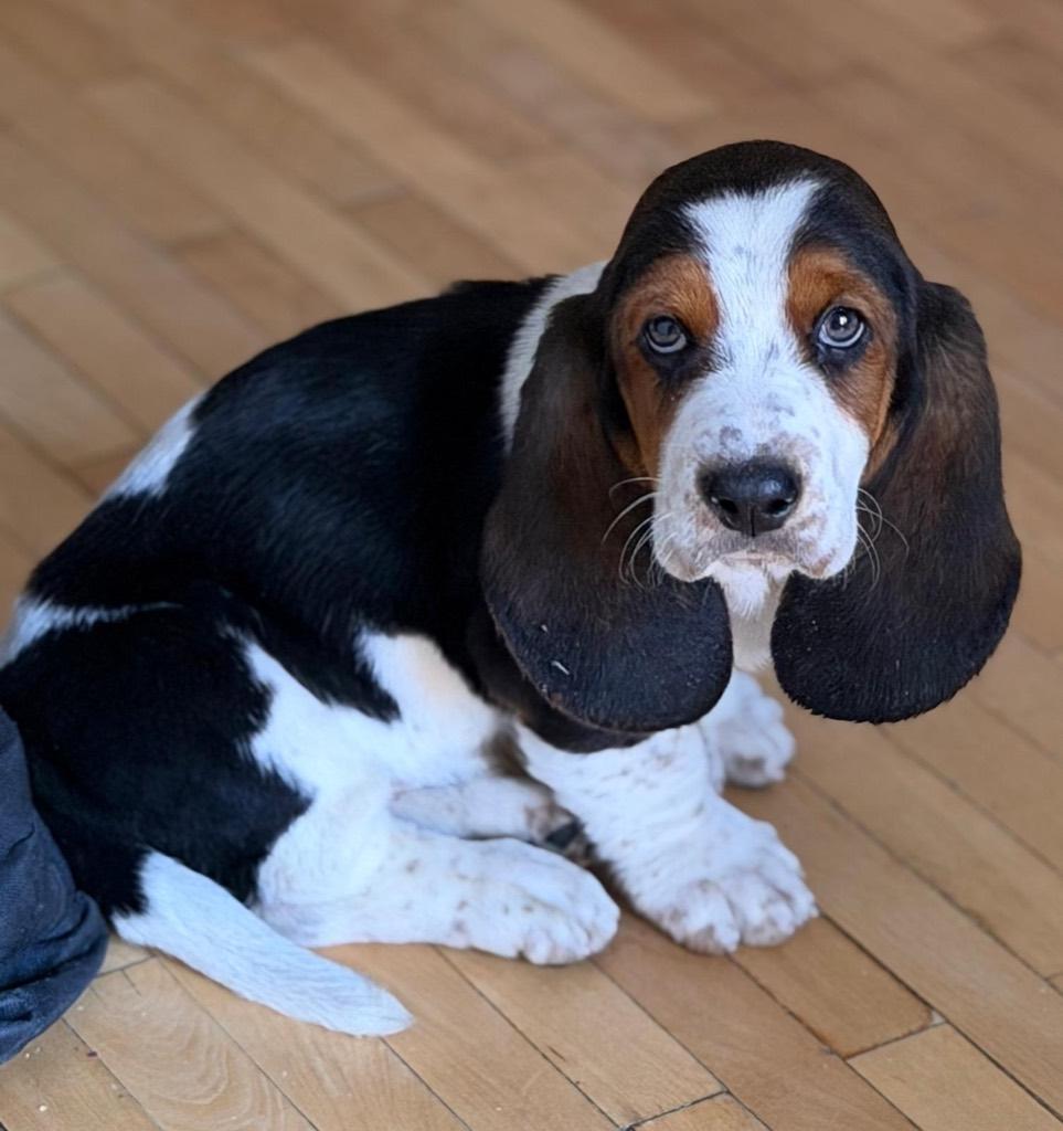 Basset hound pup, Dieren en Toebehoren, Honden | Niet-rashonden, Klein, Reu, Particulier, Eén hond, Nederland, 15 weken tot 1 jaar