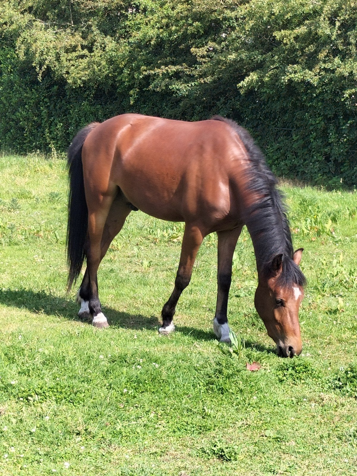 Lieve 2 jarige new forest ruin, Dieren en Toebehoren, Paarden, Springpaard, Minder dan 160 cm, Met stamboom, Ruin