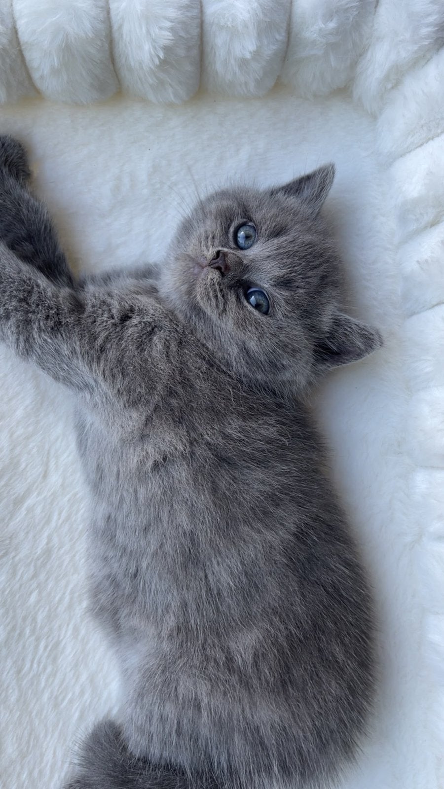 Kitten ter adoptie, Dieren en Toebehoren, Katten en Kittens | Overige Katten, Poes, Langharig, 0 tot 2 jaar