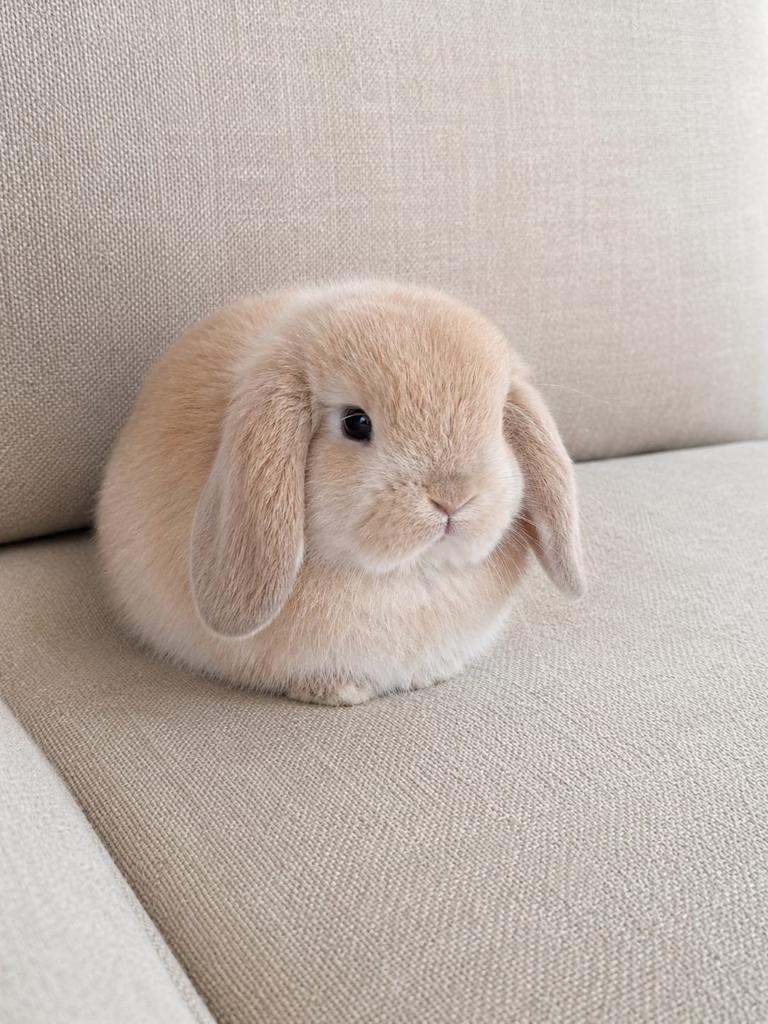 ❤️Prachtige lieve raszuivere minilop konijntjes beschikbaar!, Dieren en Toebehoren, Konijnen, Meerdere dieren, Dwerg, Hangoor