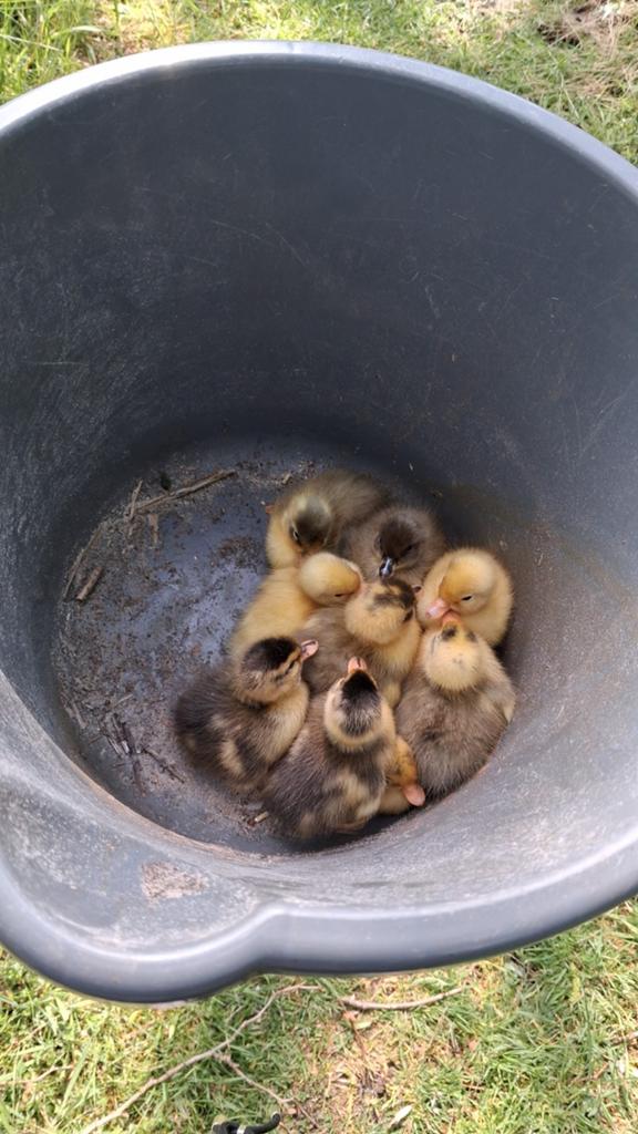 Kwaker kuikens te koop, Geslacht onbekend, Tam