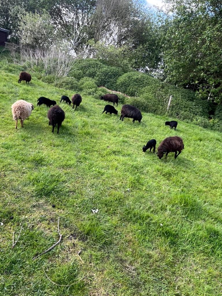 ouessant schapen, Dieren en Toebehoren, Meerdere dieren, Schaap
