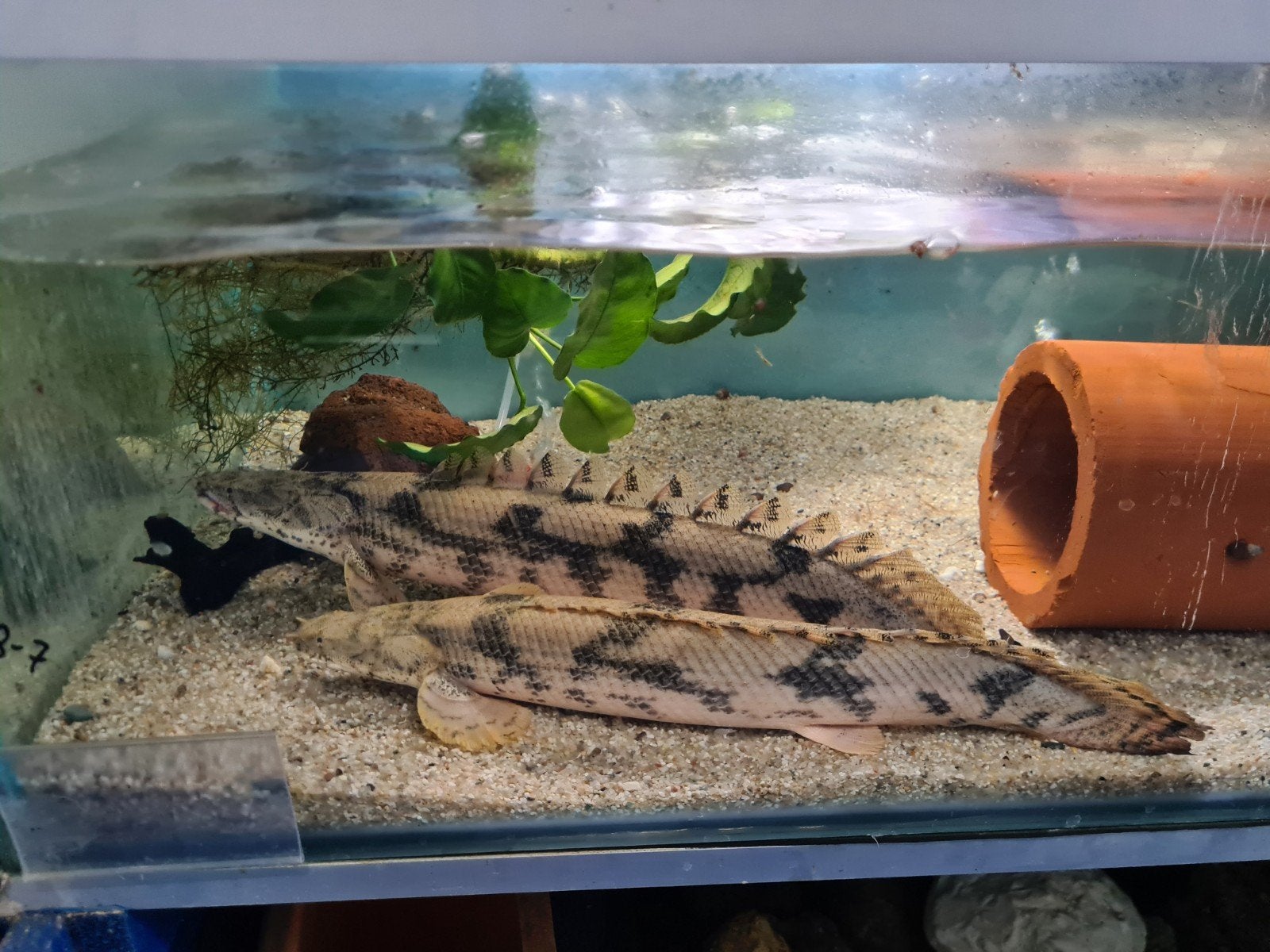 Polypterus Endlicheri XL, Kwastvinsnoek