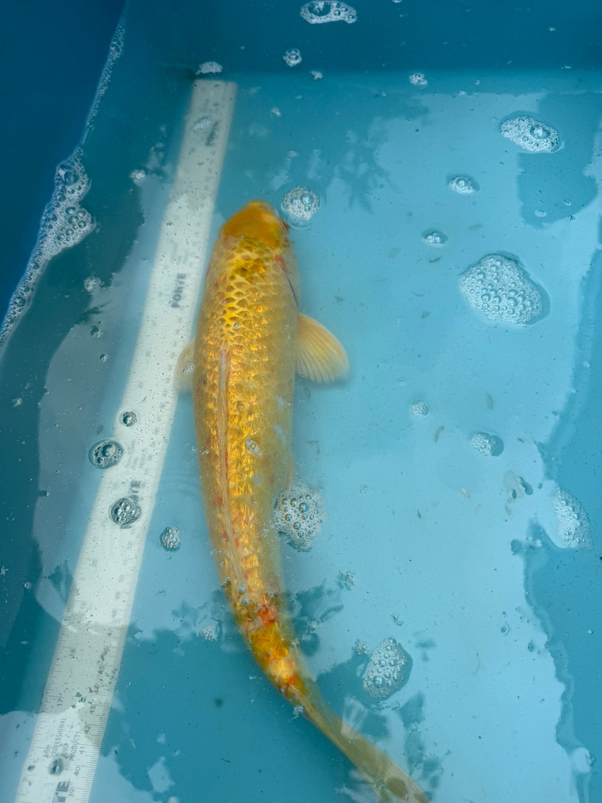 Ginrin Yamabuki Ogon, Karper of Koi