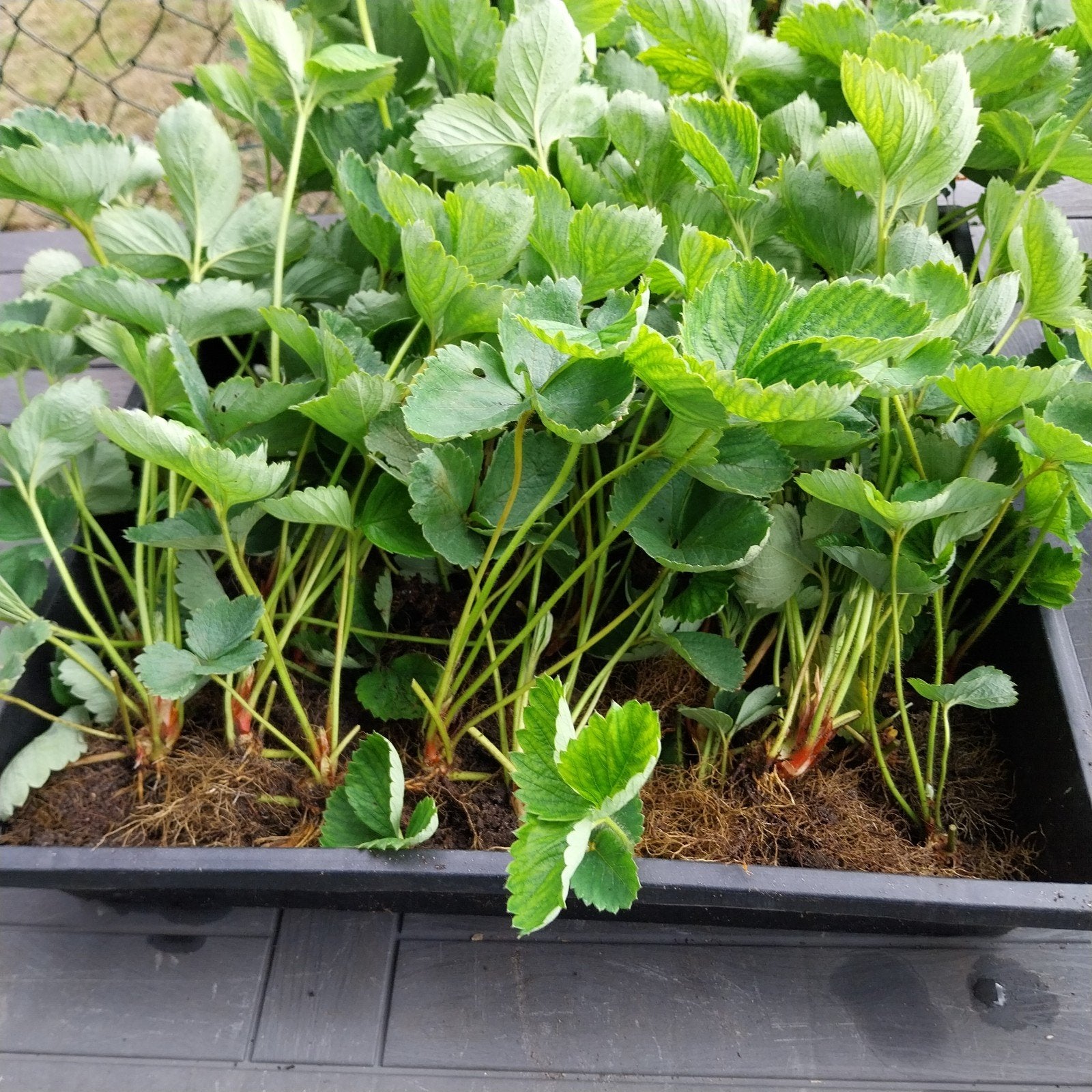 Aardbeiplantjes - Wortelgoed, Ophalen, Vaste plant, Fruitplanten, Volle zon
