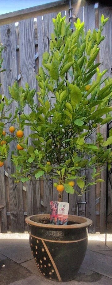 Mandarijnboom inclusief grote stenen pot, Ophalen, Vaste plant, Fruitplanten, Volle zon