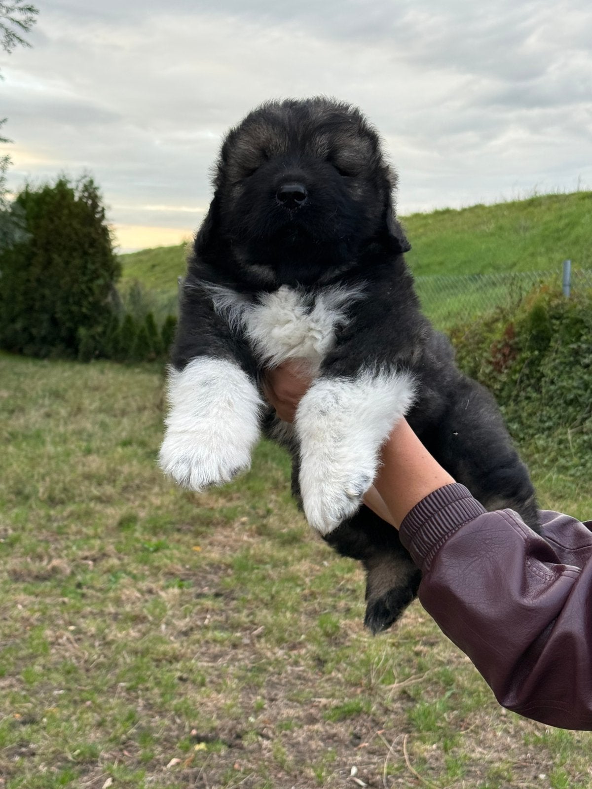 Kaukaucian herder, 8 tot 15 weken, Parvo, Eén hond, Nederland