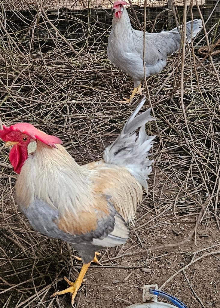 Broedeieren Leghorn isabelpatrijs, Dieren en Toebehoren, Pluimvee, Geslacht onbekend, Kip