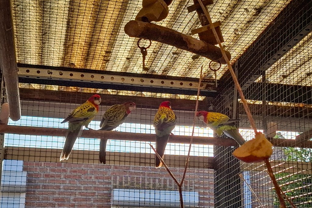 Te koop: Goudmantel-Rosella's (Wildkleur) EK26, Dieren en Toebehoren, Vrouwelijk, Parkiet, Geringd