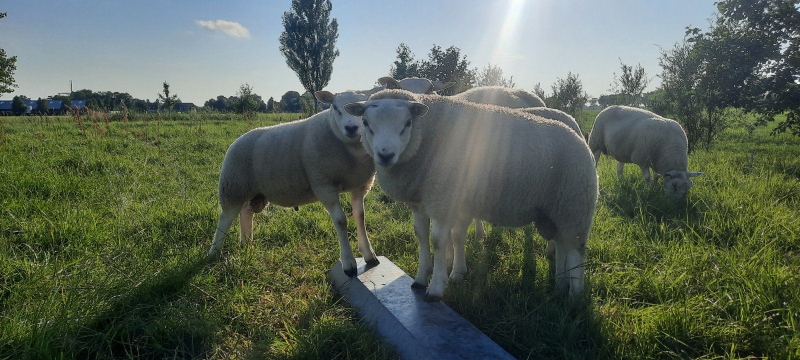 Dekrammen Texelaar/Swifter, Mannelijk, Schaap, 0 tot 2 jaar