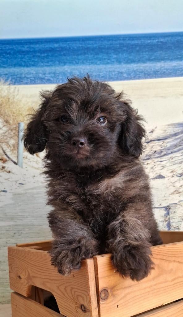 Grappige, klein blijvende gezonde doodle pupjes (pomapoo), Poedel, Parvo, 8 tot 15 weken, Meerdere