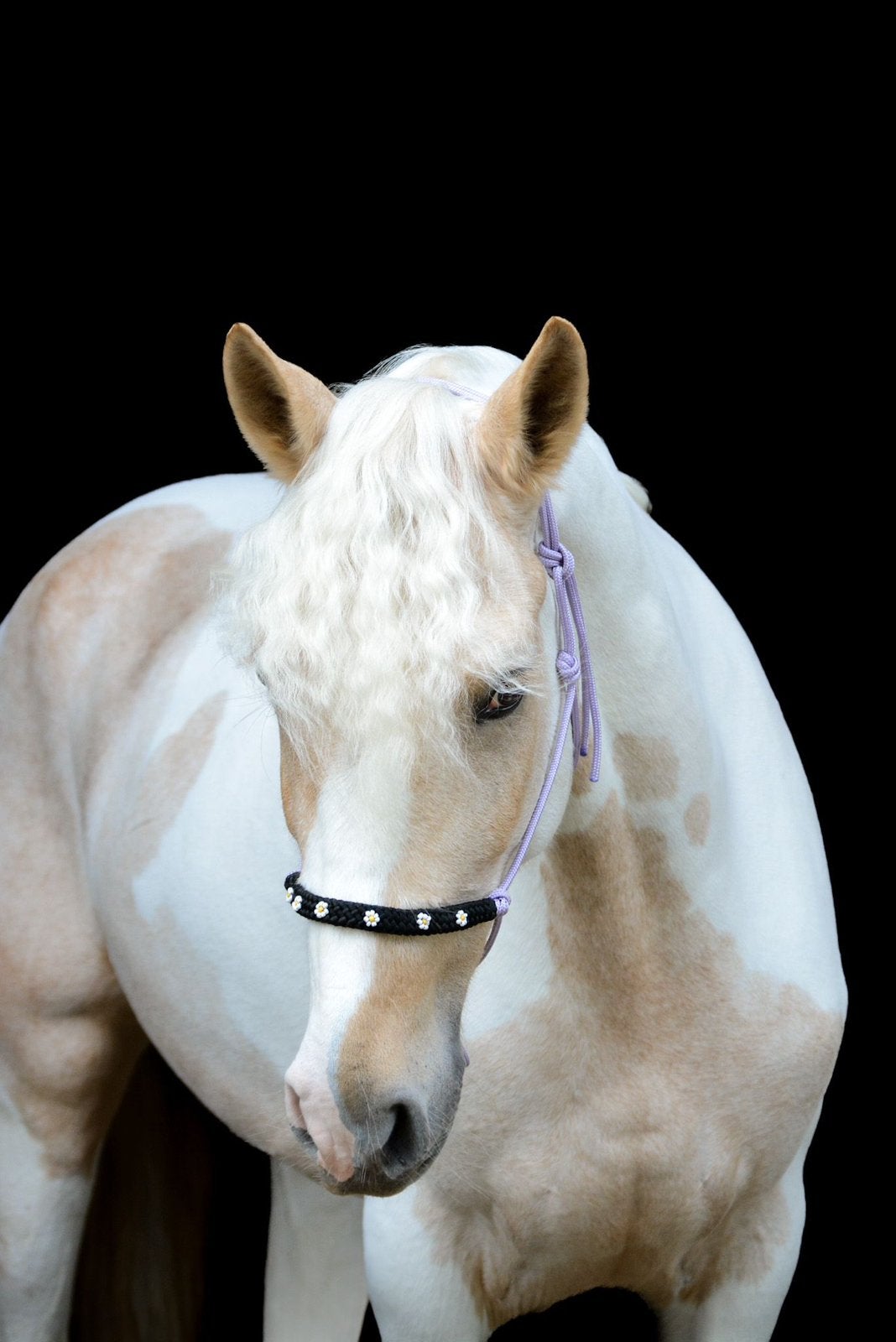 7 jarige palomino bonte merrie e pony allround, B, 7 tot 10 jaar, Recreatiepony, Merrie